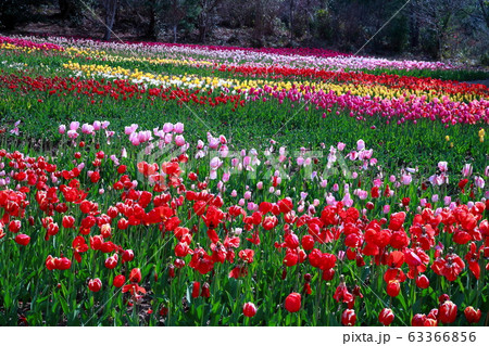 チューリップ 63366856