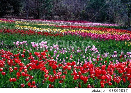 チューリップ 63366857