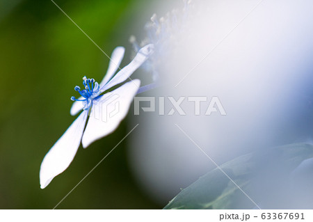 花　植物　6月　紫陽花 63367691