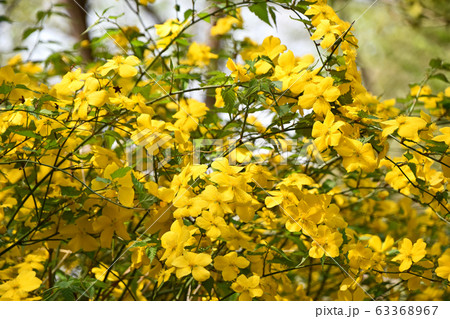 ヤマブキ(山吹) ヤマブキ(山吹) 63368967