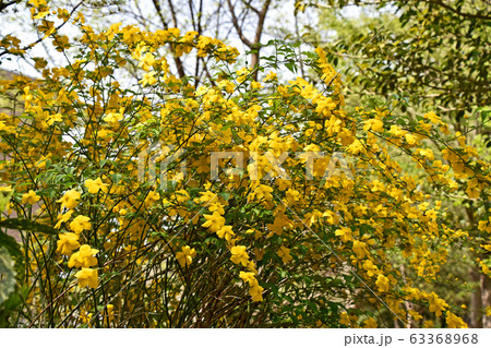 ヤマブキ(山吹) ヤマブキ(山吹) 63368968
