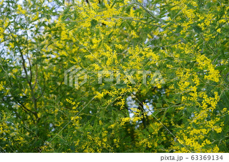 ミモザの大木１ 63369134