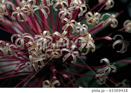 クレオデンドルム・クアドリロクラレ開花 クレオデンドルム・クアドリロクラレ開花 63369438