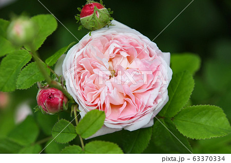 淡いピンクの薔薇 淡いピンクの薔薇 63370334