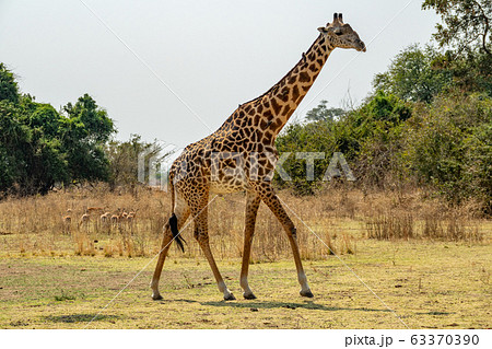 Profile view of giraffe walking with many birds Profile view of giraffe walking with many birds 63370390