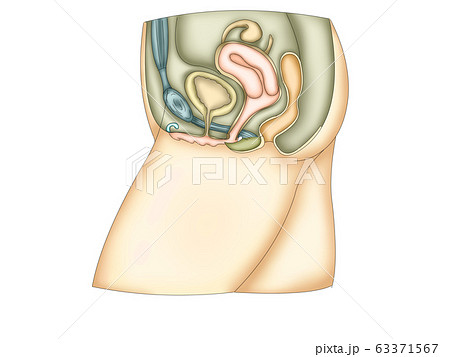 女性生殖器イラスト2 女性生殖器イラスト2 63371567