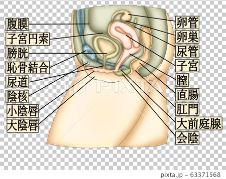 Female Genitalia Illustration With 2 Letters Stock Illustration