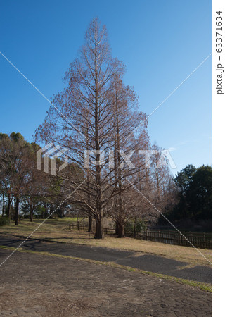 冬の公園 埼玉県 松伏町 冬の公園 埼玉県 松伏町 63371634