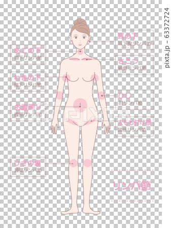 主なリンパ節イラスト 主なリンパ節イラスト 63372724