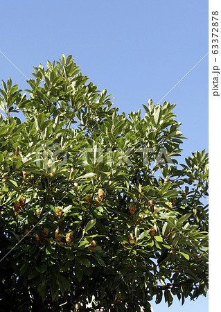 タブノキ 63372878