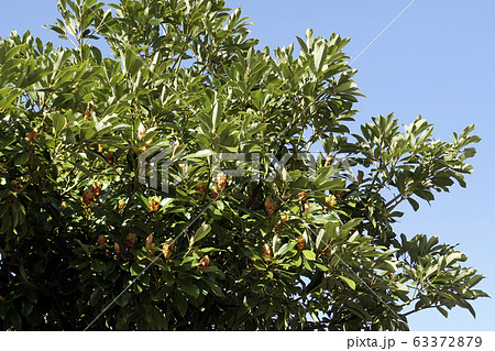 タブノキ 63372879