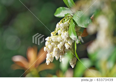 白いアセビの花 63373439