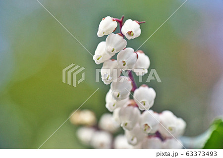 白いアセビの花 白いアセビの花 63373493