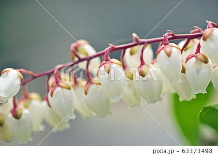白いアセビの花 白いアセビの花 63373498