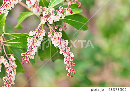 白いアセビの花 白いアセビの花 63373502