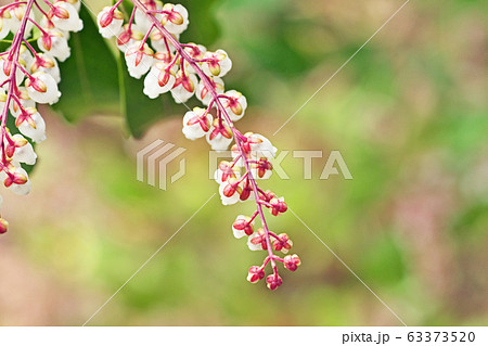 白いアセビの花 63373520