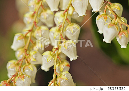白いアセビの花 白いアセビの花 63373522