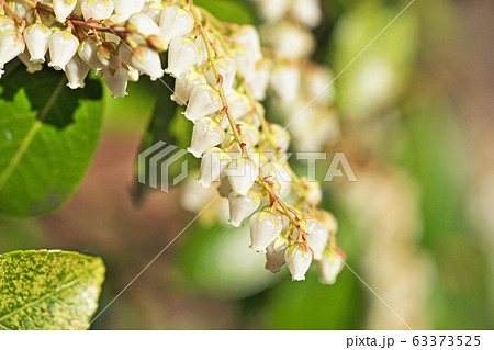 白いアセビの花 白いアセビの花 63373525