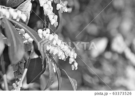 白いアセビの花 白いアセビの花 63373526