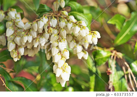 白いアセビの花 白いアセビの花 63373557