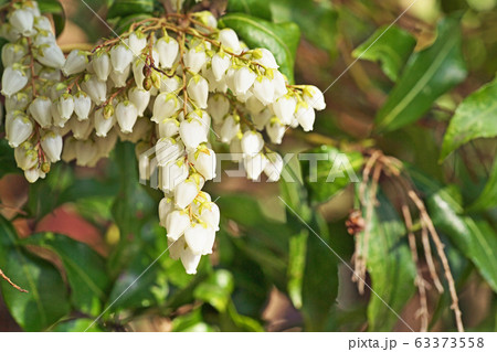 白いアセビの花 白いアセビの花 63373558
