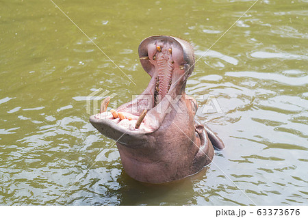 Hippo with open muzzle, African Hippopotamus animal in the nature water habitat. 63373676