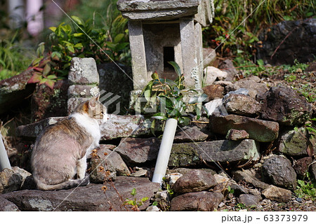 祠と猫 祠と猫 63373979