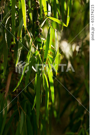 Green tree branches of agonis flexuosa in garden in the spring day 63374215