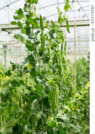 Peas plants growing in greenhouse farm Peas plants growing in greenhouse farm 63374587