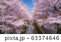 石神井川の桜 63374646