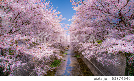石神井川の桜 63374646