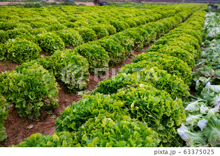 Rows of harvest of green lettuce in garden outdoor Rows of harvest of green lettuce in garden outdoor 63375025