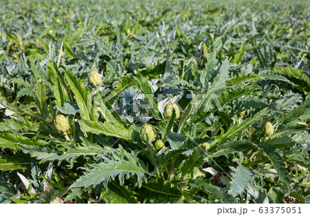 Farm field with green artichoke plants Farm field with green artichoke plants 63375051