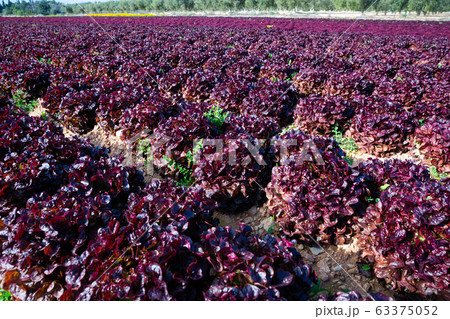 Red lettuce plant in farm field Red lettuce plant in farm field 63375052