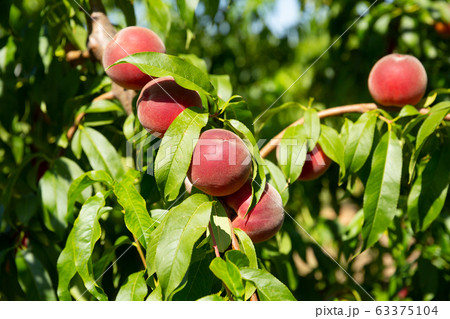 Peaches on trees Peaches on trees 63375104