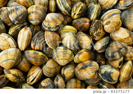 Display with sea cockles clams Display with sea cockles clams 63375177