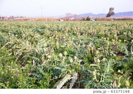 Ripe artichokes on plantation 63375198