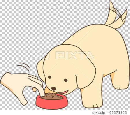ゴールデンレトリバーの子犬（餌入れに手を入れられる） 63375523