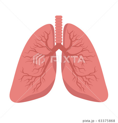 lungs vector on white background 63375868