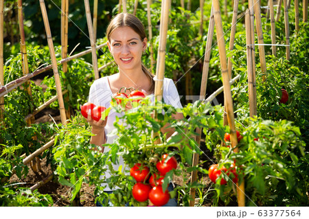 Young woman gardener picking harvest of fresh tomatoes 63377564
