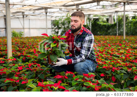 Skilled florist man engaged in cultivation of plants of poinsettia in greenhouse Skilled florist man engaged in cultivation of plants of poinsettia in greenhouse 63377880