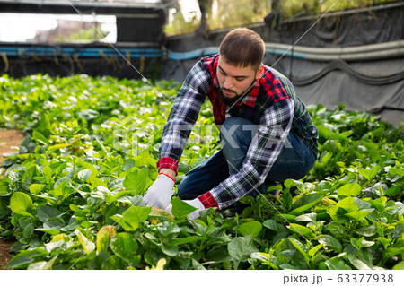 Farmer caring for green plants in greenhouse 63377938