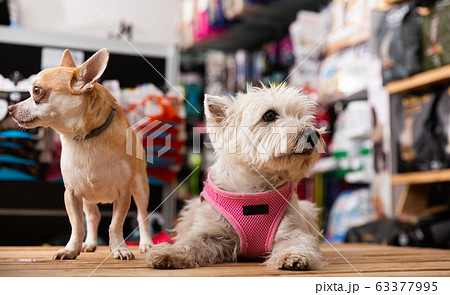 Portrait of chihuahua and west highland terrier dogs in a pet store 63377995