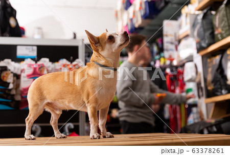 Chihuahua dog sitting in petshop Chihuahua dog sitting in petshop 63378261
