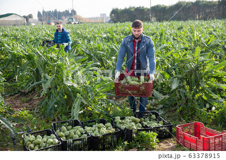 Young man carrying crates with artichokes 63378915