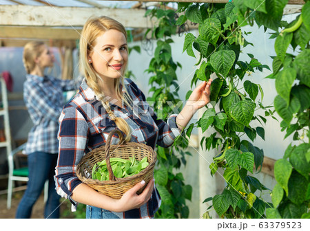 Woman gardening on broad beans beds Woman gardening on broad beans beds 63379523