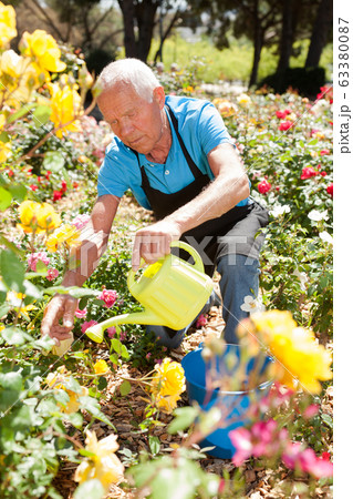 Male taking care and watering roses 63380087
