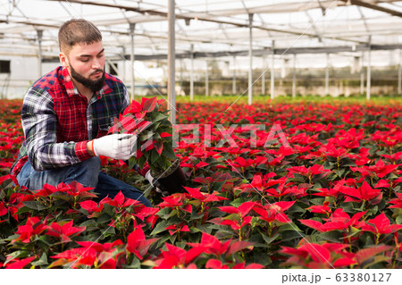 Skilled florist man engaged in cultivation of plants of poinsettia 63380127