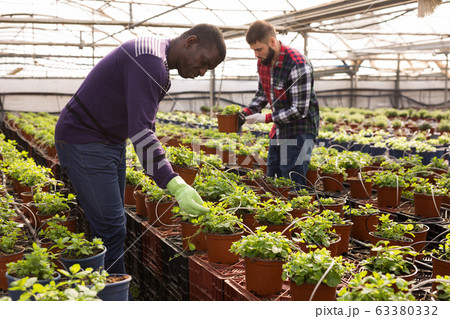 Male florists check the growth of mint plants Male florists check the growth of mint plants 63380332