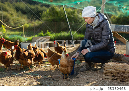 Female farmer feeding chickens 63380468